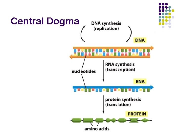 Central Dogma 