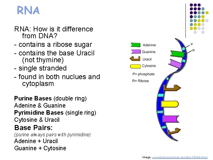 RNA RNA: How is it difference from DNA? - contains a ribose sugar -