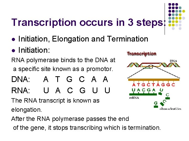 Transcription occurs in 3 steps: l l Initiation, Elongation and Termination Initiation: RNA polymerase