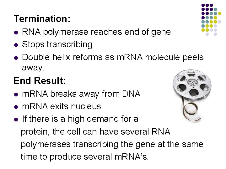 Termination: l l l RNA polymerase reaches end of gene. Stops transcribing Double helix