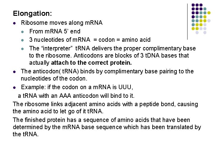 Elongation: Ribosome moves along m. RNA l From m. RNA 5’ end l 3