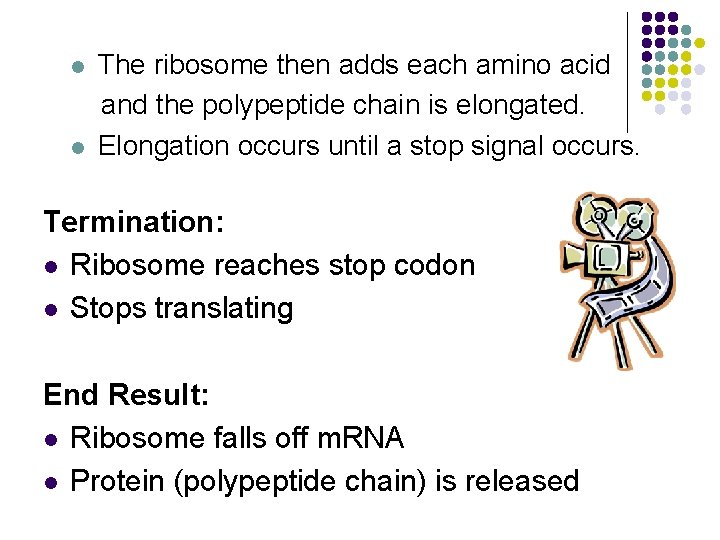 l l The ribosome then adds each amino acid and the polypeptide chain is