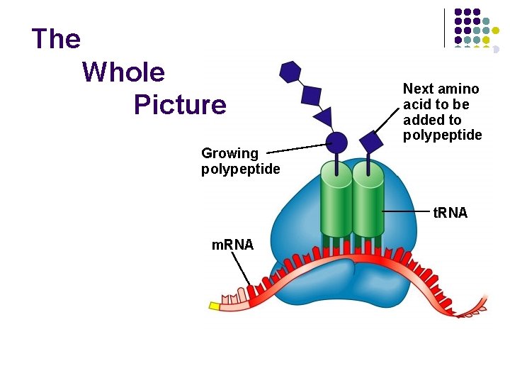 The Whole Picture Next amino acid to be added to polypeptide Growing polypeptide t.