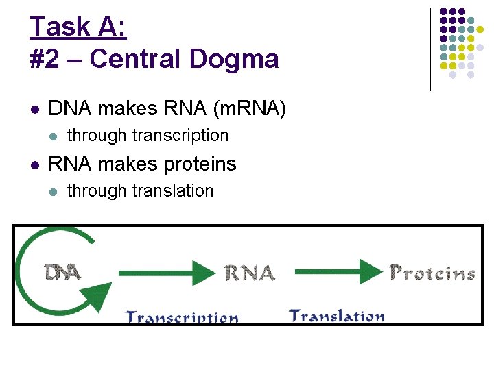 Task A: #2 – Central Dogma l DNA makes RNA (m. RNA) l l