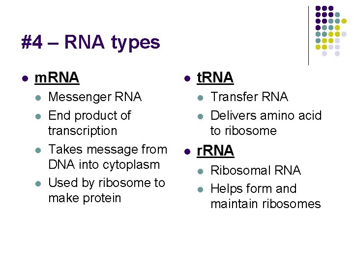 #4 – RNA types l m. RNA l l Messenger RNA End product of