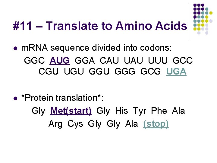 #11 – Translate to Amino Acids l m. RNA sequence divided into codons: GGC