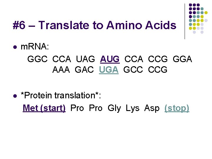#6 – Translate to Amino Acids l m. RNA: GGC CCA UAG AUG CCA