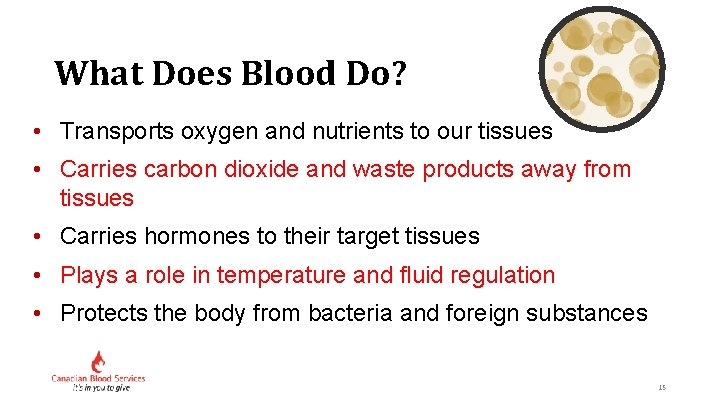What Does Blood Do? • Transports oxygen and nutrients to our tissues • Carries
