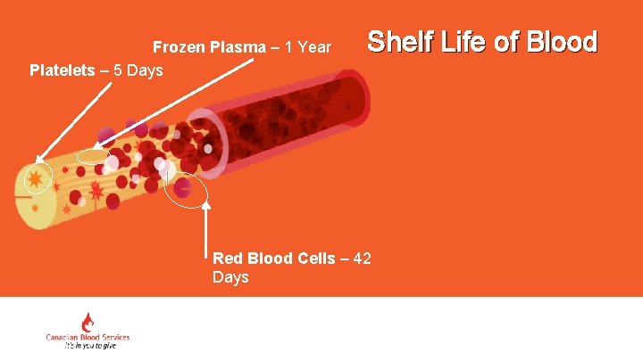 Frozen Plasma – 1 Year Platelets – 5 Days Shelf Life of Blood Red