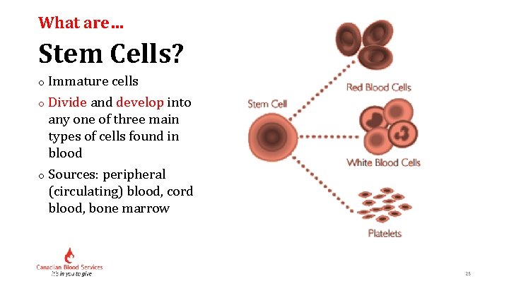 What are… Stem Cells? o Immature cells o Divide and develop into any one