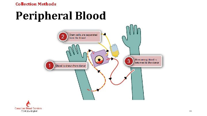 Collection Methods Peripheral Blood 26 