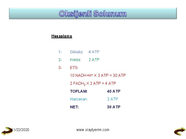 Hesaplama 1 - Glikoliz: 4 ATP 2 - Krebs: 2 ATP 3 - ETS: