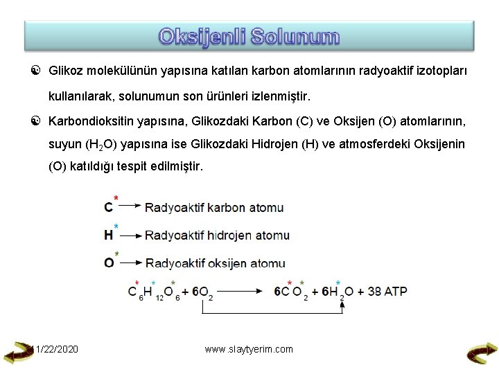  Glikoz molekülünün yapısına katılan karbon atomlarının radyoaktif izotopları kullanılarak, solunumun son ürünleri izlenmiştir.