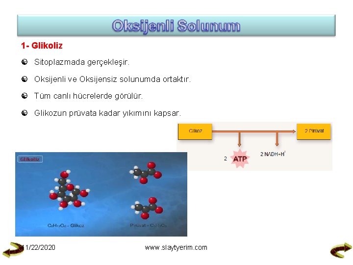 1 - Glikoliz Sitoplazmada gerçekleşir. Oksijenli ve Oksijensiz solunumda ortaktır. Tüm canlı hücrelerde görülür.