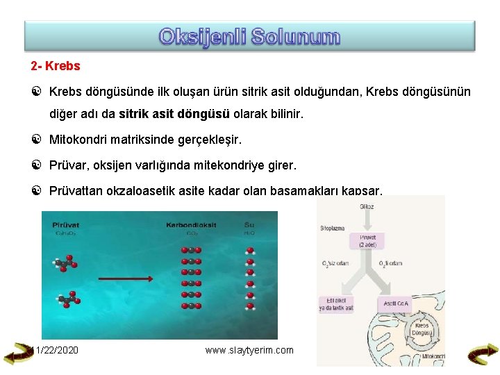 2 - Krebs döngüsünde ilk oluşan ürün sitrik asit olduğundan, Krebs döngüsünün diğer adı