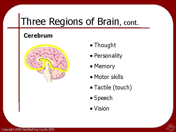 Three Regions of Brain, cont. Cerebrum • Thought • Personality • Memory • Motor