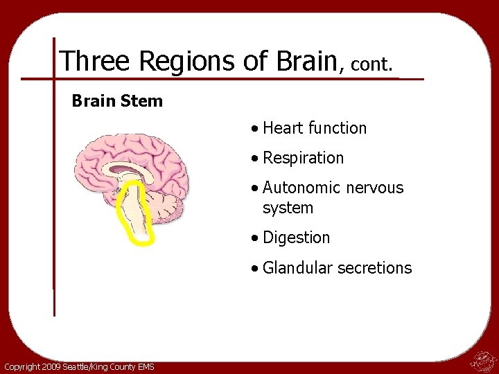 Three Regions of Brain, cont. Brain Stem • Heart function • Respiration • Autonomic