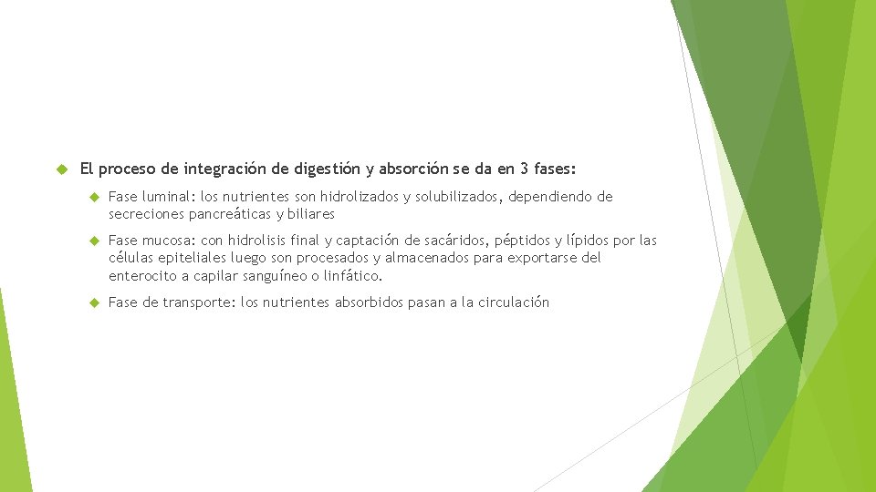  El proceso de integración de digestión y absorción se da en 3 fases: