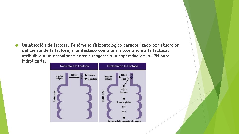  Malabsoción de lactosa. Fenómeno fisiopatológico caracterizado por absorción deficiente de la lactosa, manifestado