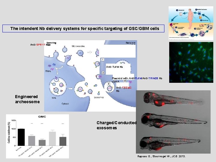 The intendent Nb delivery systems for specific targeting of GSC/GBM cells Anti-SPRY 1 Nb