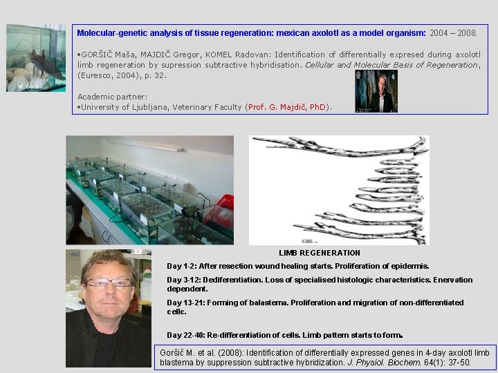 Molecular-genetic analysis of tissue regeneration: mexican axolotl as a model organism: 2004 – 2008.