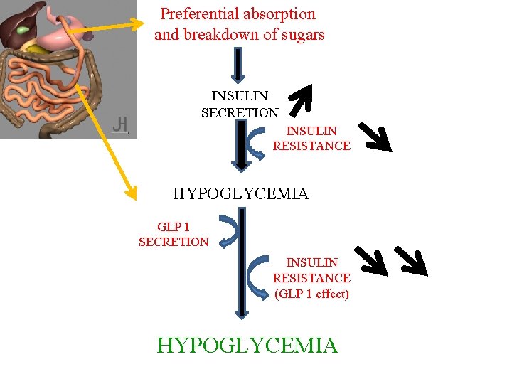 Preferential absorption and breakdown of sugars INSULIN SECRETION INSULIN RESISTANCE HYPOGLYCEMIA GLP 1 SECRETION