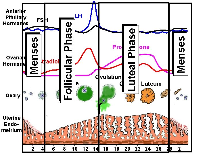 Ovarian Hormones Estradiol Follicle Ovary Progesterone Menses FSH Luteal Phase LH Follicular Phase Anterior