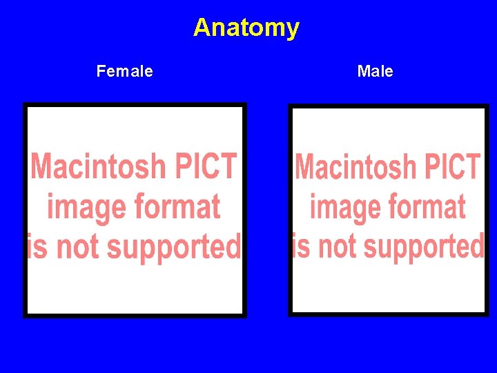 Anatomy Female Male 