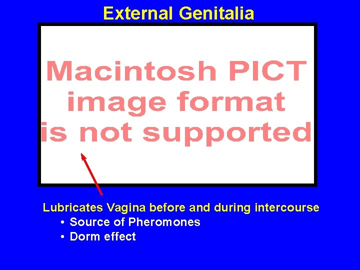 External Genitalia Lubricates Vagina before and during intercourse • Source of Pheromones • Dorm