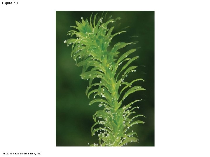 Figure 7. 3 © 2018 Pearson Education, Inc. 