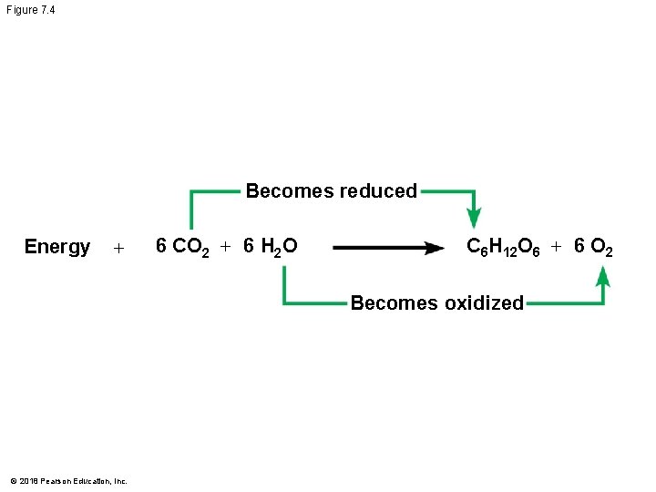 Figure 7. 4 Becomes reduced Energy + 6 CO 2 + 6 H 2