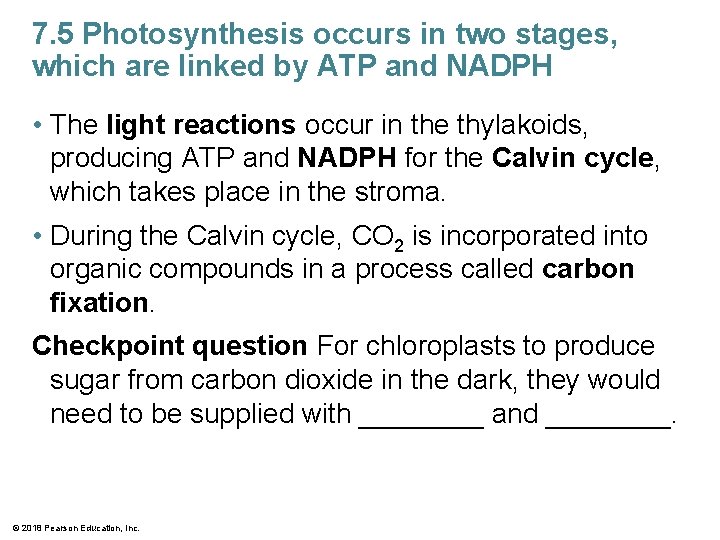 7. 5 Photosynthesis occurs in two stages, which are linked by ATP and NADPH