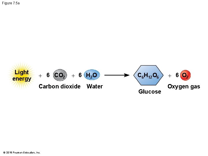 Figure 7. 5 a Light energy + 6 CO 2 + 6 H 2
