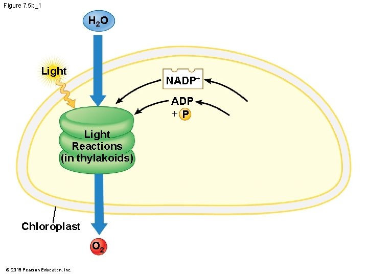 Figure 7. 5 b_1 H 2 O Light NADP+ ADP + P Light Reactions