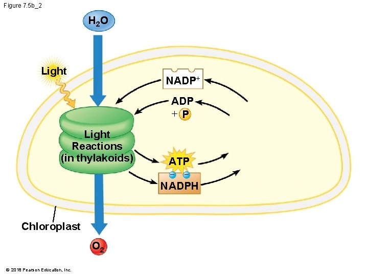 Figure 7. 5 b_2 H 2 O Light NADP+ ADP + P Light Reactions