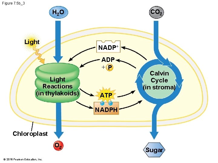Figure 7. 5 b_3 CO 2 H 2 O Light NADP+ ADP + P