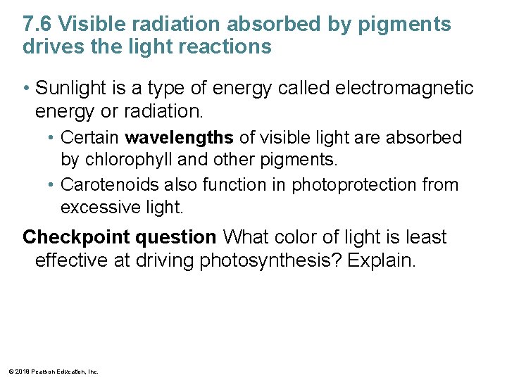 7. 6 Visible radiation absorbed by pigments drives the light reactions • Sunlight is