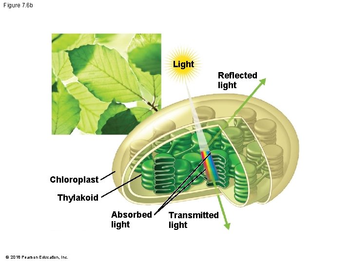 Figure 7. 6 b Light Reflected light Chloroplast Thylakoid Absorbed light © 2018 Pearson