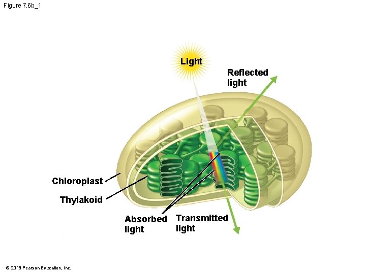 Figure 7. 6 b_1 Light Reflected light Chloroplast Thylakoid Absorbed Transmitted light © 2018