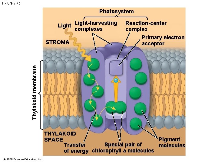 Figure 7. 7 b Photosystem Light-harvesting complexes Thylakoid membrane STROMA Reaction-center complex Primary electron