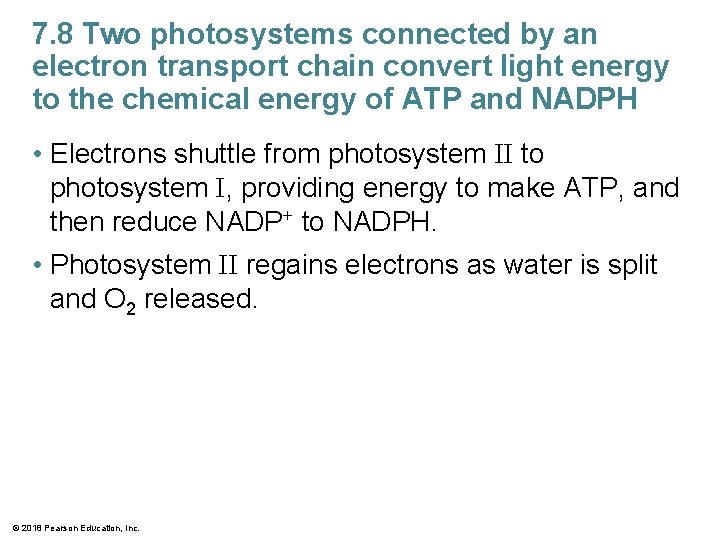 7. 8 Two photosystems connected by an electron transport chain convert light energy to