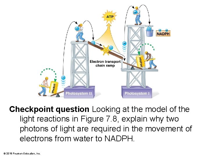 Checkpoint question Looking at the model of the light reactions in Figure 7. 8,