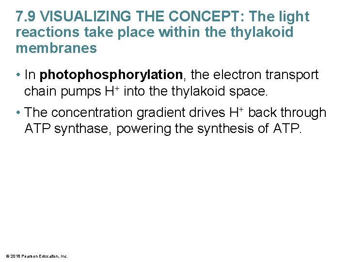 7. 9 VISUALIZING THE CONCEPT: The light reactions take place within the thylakoid membranes