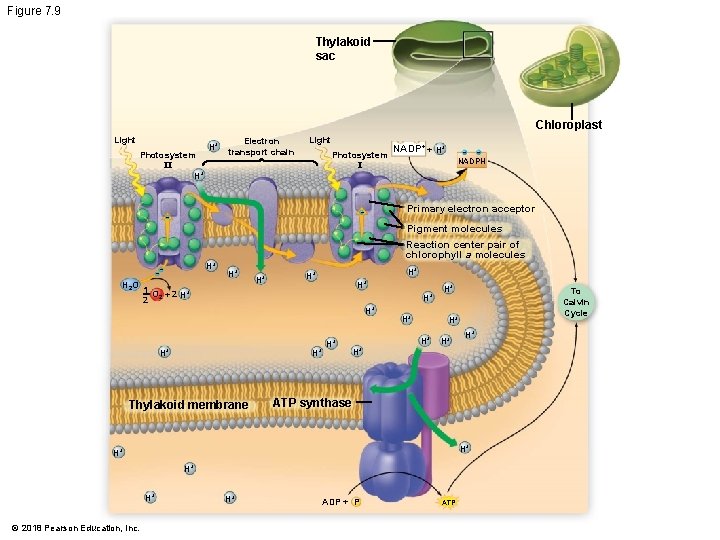 Figure 7. 9 Thylakoid sac Chloroplast Light Photosystem II H+ H+ Electron transport chain