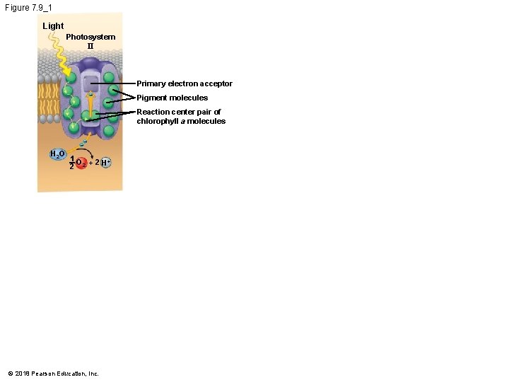 Figure 7. 9_1 Light Photosystem II Primary electron acceptor – Pigment molecules Reaction center