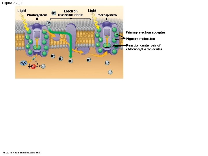 Figure 7. 9_3 Light Photosystem II H+ H+ Electron transport chain Light Photosystem I