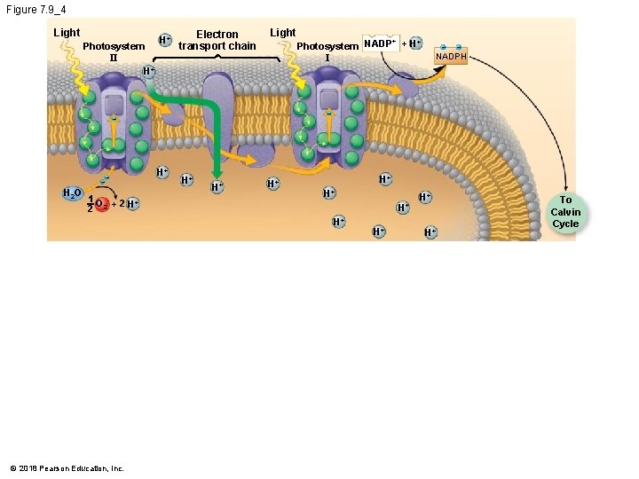Figure 7. 9_4 Light Photosystem II H+ H+ Electron transport chain Light H 2
