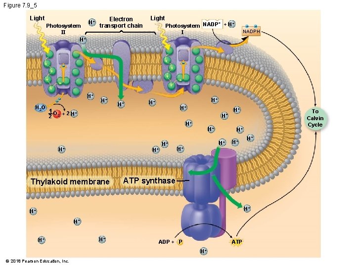 Figure 7. 9_5 Light Photosystem II H+ H+ Electron transport chain Light + +