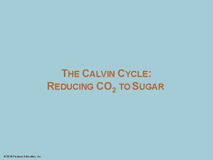 THE CALVIN CYCLE: REDUCING CO 2 TO SUGAR © 2018 Pearson Education, Inc. 