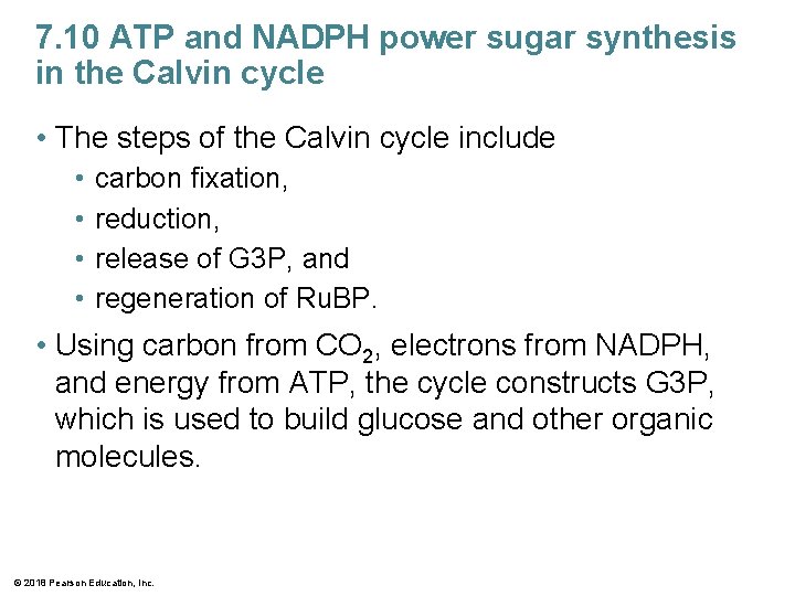 7. 10 ATP and NADPH power sugar synthesis in the Calvin cycle • The